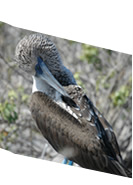 Galapagos blue-footed booby - Galaeco Galapagos Ecuador - Galapagos cruises and hopping tours, last minute deals, Ecuador air tickets, daily tours, rainforest trips, Galapagos travel information.