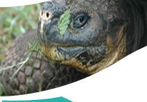 Galapagos turtle - Galaeco Galapagos Ecuador - Galapagos cruises and hopping tours, last minute deals, Ecuador air tickets, daily tours, rainforest trips, Galapagos travel information.