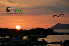 Galaeco Galapagos Ecuador - Galapagos cruises and hopping tours, last minute deals, Ecuador air tickets, daily tours, rainforest trips, Galapagos travel information.